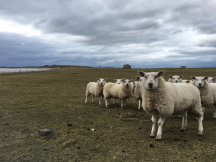 Sheep on Isle of Tiree